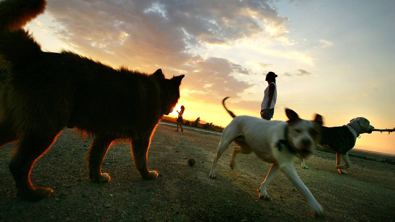 Millennials Are Buying Houses For Their Dogs